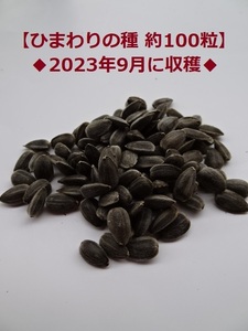 ひまわりの種【100粒】2023年採取♪向日葵の種◆複数入札可能◆
