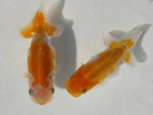 # Saitama M. work . individual * special selection kind fish *..! this year 2 pcs *8~8.5cm # M-3 #