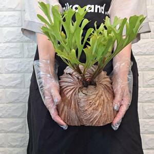 *5/22 import *21L staghorn fern plant *Platycerium ridleyi ( pra tikeliumlido Ray )Center Borneo Wild/. angle . tooth 