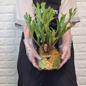 *5/22 import *43L staghorn fern plant *Platycerium ridleyi ( pra tikeliumlido Ray )Center Borneo Wild/. angle . tooth 