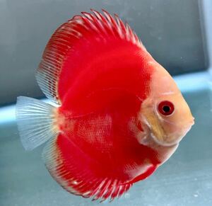  discus super red melon A beautiful individual 