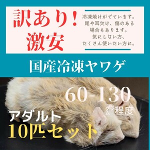 訳あり激安！　国産冷凍ヤワゲネズミ　プチラット　アダルトサイズ　約60-130g　10匹セット ボールパイソンなどに最適