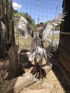 (食用の有精卵)大軍鶏闘鶏浅葱種　　　　　　　　　　　計6個の出品