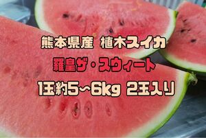 熊本県産 植木スイカ 羅皇ザ・スウィート 1玉約5~6kg 2玉入り 家庭用