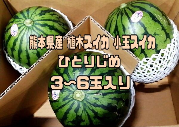 熊本県産 植木スイカ 小玉スイカ ひとりじめ ３~6玉入り 家庭用