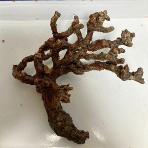現地株 ペラルゴニウム ミラビレ Pelargonium mirabile 塊根植物 折れ枝あり 