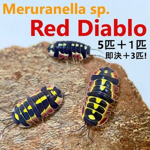 【即決＋３匹】メルラネラ レッドディアブロ Meruranella sp. Red Diablo 5匹＋1匹（死着保証） ダンゴムシ