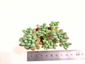 【024】多肉植物根付き苗 200品目出品！100円スタート！【パキフィルム】（グラプトペタルム）