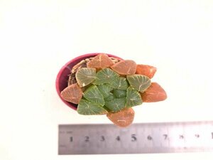 【082】多肉植物根付き苗 200品目出品！100円スタート！【オブツーサ魔王】（ハオルチア）