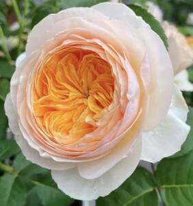  редкость роза рассада DA срезанный цветок товар вид Jeury eto. дерево 2 год рассада 