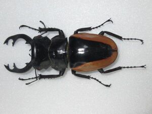 ●クベラツヤクワガタ ベトナム産　78mm クワガタ　標本　昆虫
