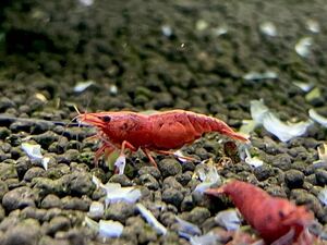  red fire - Cherry shrimp [ ultimate fire .] 20 pcs freshwater prawn 
