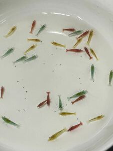 [ Cherry shrimp ] popular color Mix 30 pcs freshwater prawn 