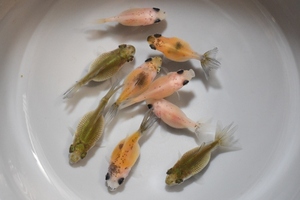 【猫飯】ピンポンパール・１0匹　　約2センチ　 　　　金魚　川魚　
