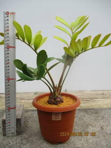 ザミア、メキシコソテツ5.　5号鉢　観葉植物