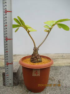ザミア、メキシコソテツ4.　4.5号鉢　観葉植物