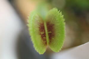 ◆D. muscipula　”Vitiglio&#34;　ハエトリソウ Dionaea　食虫植物