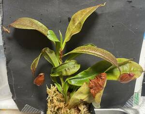 ◆N.　（viking Xampullaria"black mircle"）　ウツボカズラ　Nepenthes属　食虫植物　 
