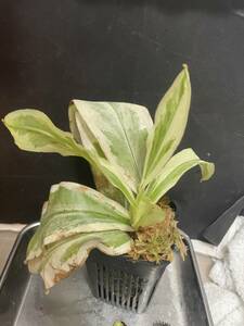 ◆N.　ampullaria　"variegata"　ES　斑入り　　ウツボカズラ　Nepenthes属　食虫植物　 