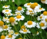  german camomile * kind 100 bead * including in a package possible *