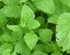 * herb lemon balm kind approximately 50 bead * including in a package possible *