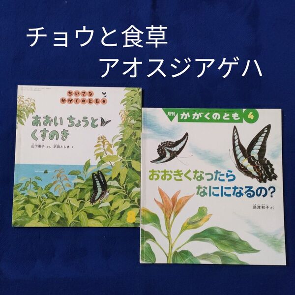 かがくのとも チョウと食草 アオスジアゲハとくすのき 福音館