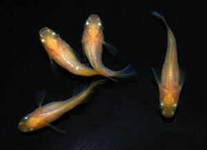 【矢掛本陣目高】 オレンジヒカリ半ダルマ 成魚 ☆現物出品☆ 2ペア 060306 めだか メダカ