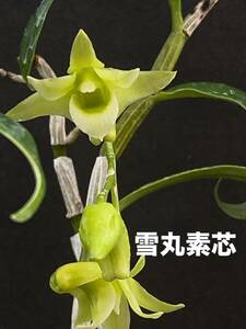  Dendrobium moniliforme ( длина сырой орхидея ) снег круг элемент сердцевина 