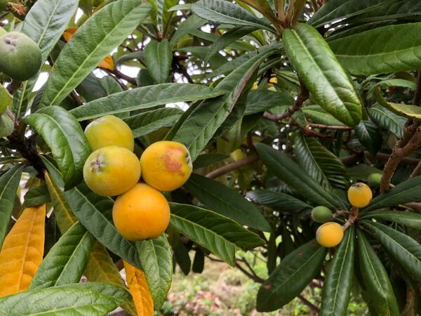 ビワ農家が作るビワ　びわの実20個　あま〜い　完全無農薬栽培