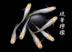 　めだか造り屋・琉華檸檬・稚魚10匹・Hー12