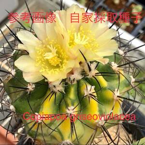 ⑤ 自家採取種子 10粒 コピアポア グリセオビオラセア 錦 Copiapoa griseoviolacea v. variegata 検索 @Leafy works 黒王丸