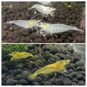 [ limited amount ] each 10 pcs white * yellow color mi Nami freshwater prawn . shrimp * styrene foam shipping * Hokkaido * Okinawa to shipping is pause middle * Yamato freshwater prawn. ...*me Dakar 