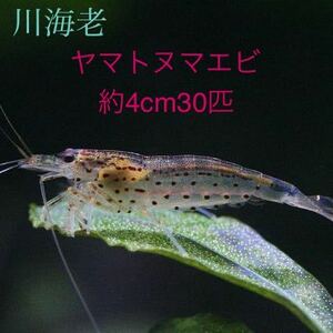 [ river sea .] approximately 4cm30 pcs Yamato freshwater prawn * Hokkaido * Okinawa to shipping is pause among .*.