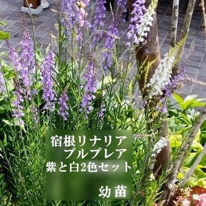 幼苗　宿根リナリア・プルプレア　淡紫色と白色の2色セット　ポットのまま発送