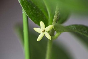 山野草　ツルモウリンカ　苗