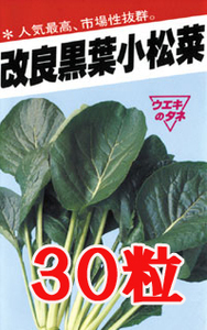 黒葉小松菜　30粒　種　種子　　野菜　　家庭菜園