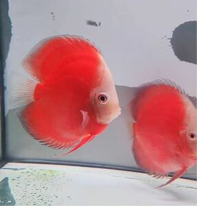 [King Farm] Vietnam finest quality red diamond discus 1 pcs 7~9cm