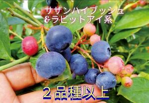 美味しい果実☆大粒ラビットアイ＆サザン系ブルーベリーの挿し穂２品種以上混合５本
