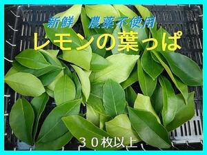 【新鮮・ネコポス発送】レモンの葉 ３０枚以上 農薬不使用（栽培期間中）