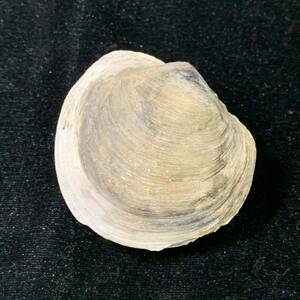 .17) Ise silagai? fossil specimen approximately 94g