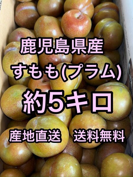 鹿児島県産　すもも(プラム) 約5キロ