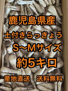 鹿児島県産　土付きらっきょう　約5キロ　S〜Mサイズ