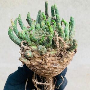 G1 Euphorbia Gatbergensis ユーフォルビア　ガトベルゲンシス　鷲卵丸　現地球　検(グラキリス デセプタ　ムランジーナ　パキプス　塊根　