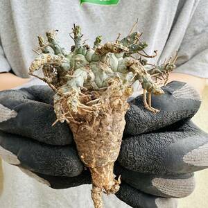 R6 Euphorbia deceptaユーフォルビア デセプタ　現地球　検(グラキリス ステリスピナ　ガムケンシス　ムランジーナ　塊根　