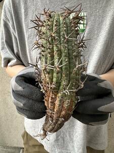 S9 Euphorbia stellispina ユーフォルビア　ステリスピナ現地球　検(グラキリス デセプタ　ガムケンシス　ムランジーナ　塊根　