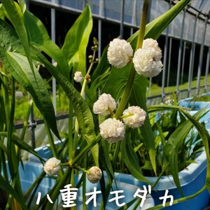 【青い森めだか】水生植物・水草「八重オモダカ」２苗