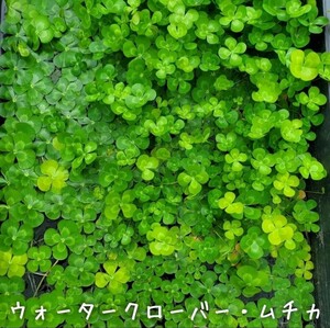 【青い森めだか】水生植物・水草「ウォータークローバー・ムチカ」１０株