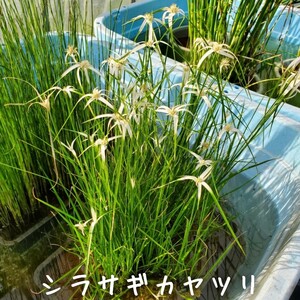 【青い森めだか】水生植物・水草「シラサギカヤツリ」１束