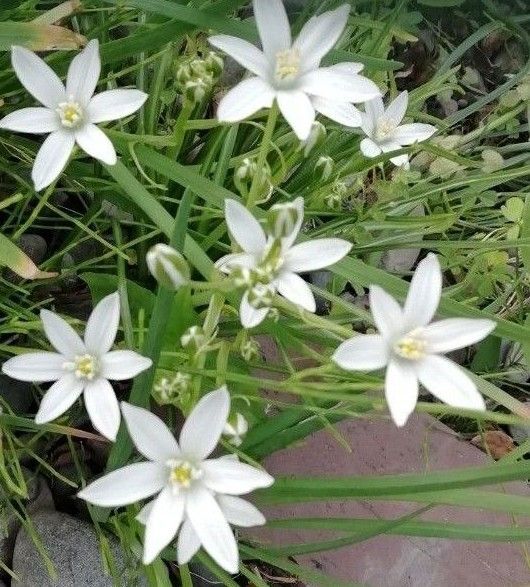 オーニソガラム【ヒスピドゥム】可憐な白花春咲き 球根15 個程度