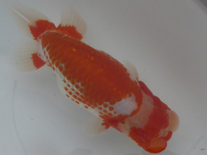  Japan one system * two -years old male [ color pattern good *. small of the back good *.. good ] golgfish @ animation have _2